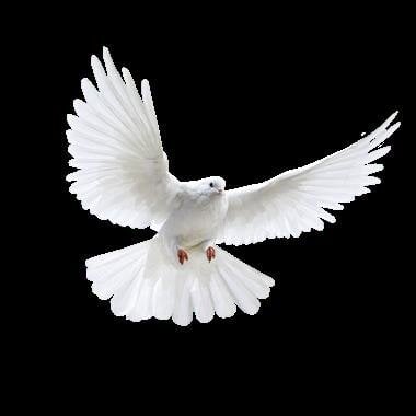 Ms. Adele Y. Jackson-Allen