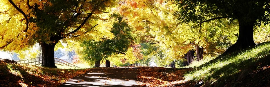 Grief &amp; Healing | Colyer Funeral Home