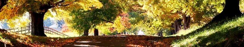 Grief &amp; Healing | Carbonara Funeral Home