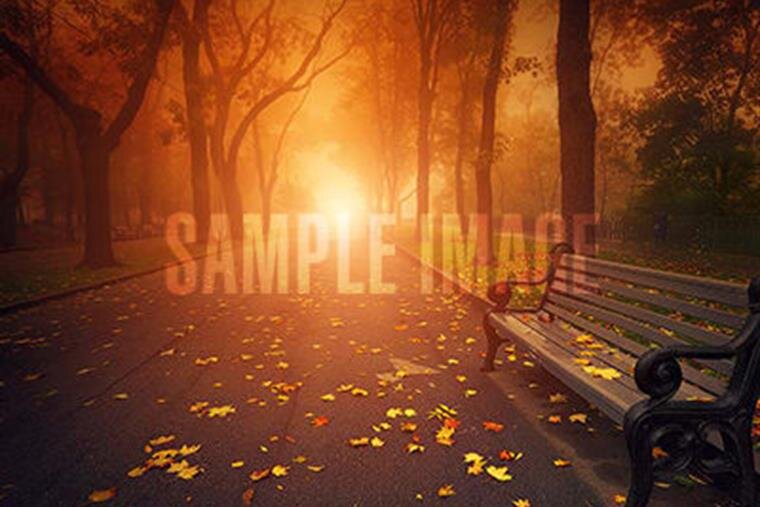 Golden sunlight filters through trees in an autumn park, highlighting vibrant leaves on the ground.