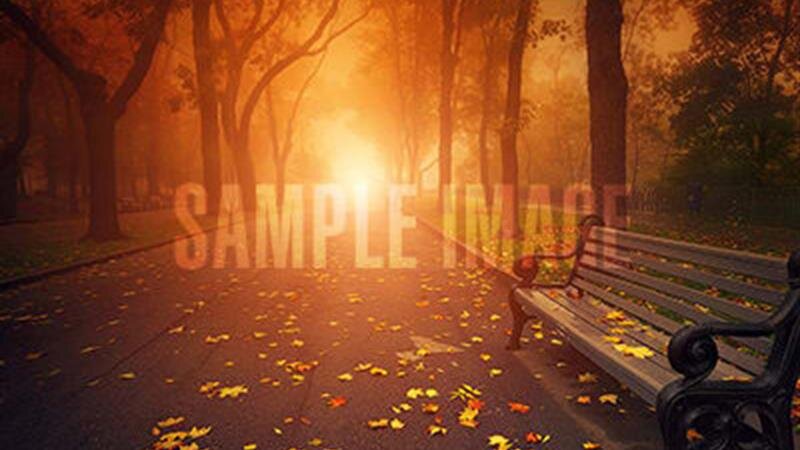 Golden sunlight filters through trees in an autumn park, highlighting vibrant leaves on the ground.