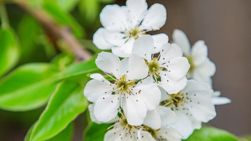 Lifesong Funerals & Cremations provide a full range of final arrangements