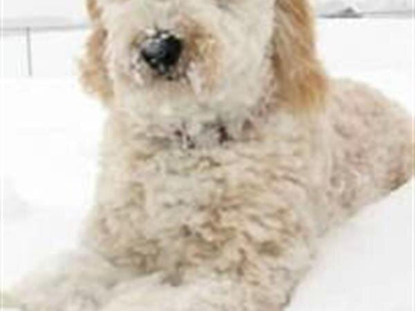 Tribute To Maggie 140981 5