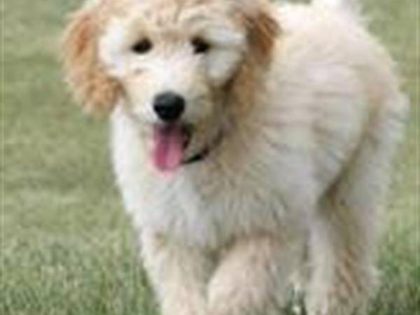 Tribute To Maggie 140983 7