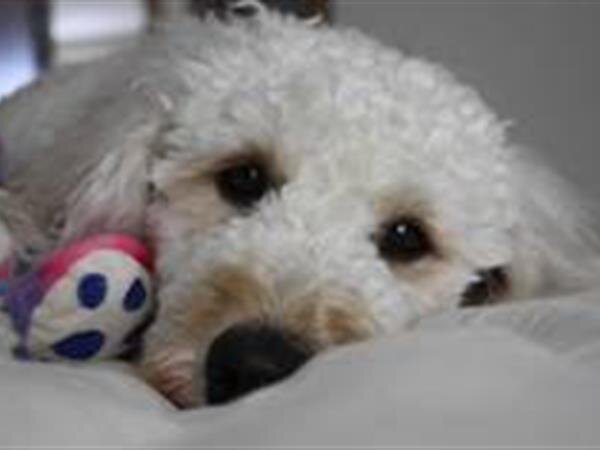 Tribute To Maggie 140990 14