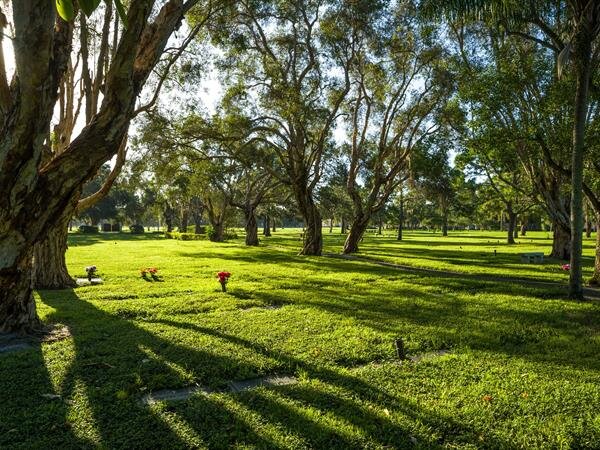 Rows of old trees cast shadows over a tranquil cemetery adorned with fresh flowers.
