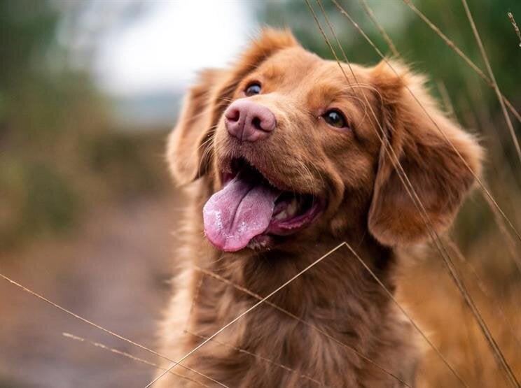 Pet Services