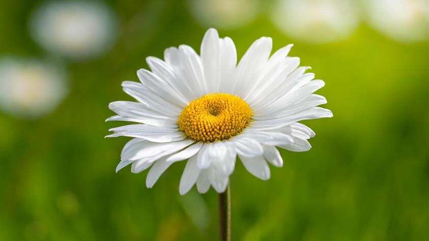 Lifesong Funerals & Cremations provide comprehensive end-of-life services to the Monticello, FL area