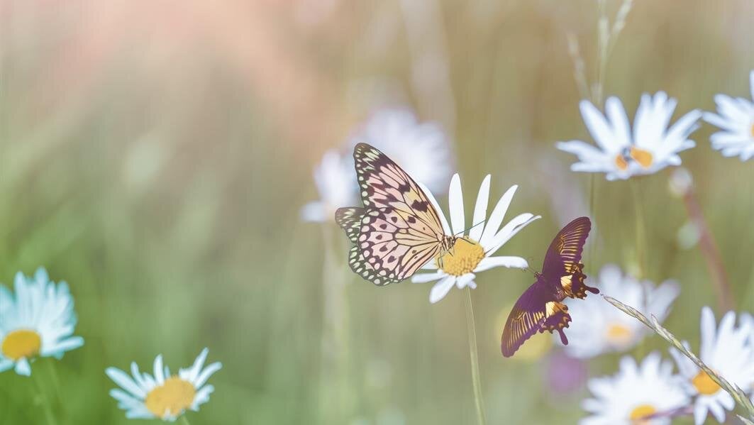 Butterflies flutter around white flowers in a green meadow on a sunny day.