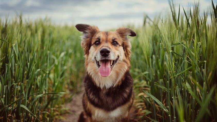 Even though psychologists have long maintained the grief that pet owners experience after the death of their pet is...