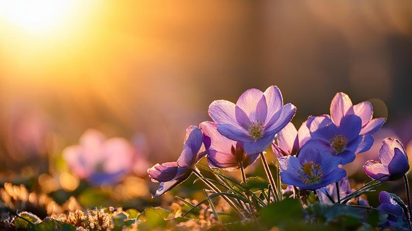 Lifesong Funerals & Cremations is an intimate family owned funeral firm