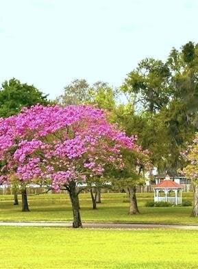 Scattering Gardens background image