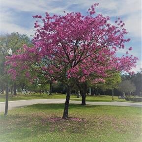 Scattering Gardens background image