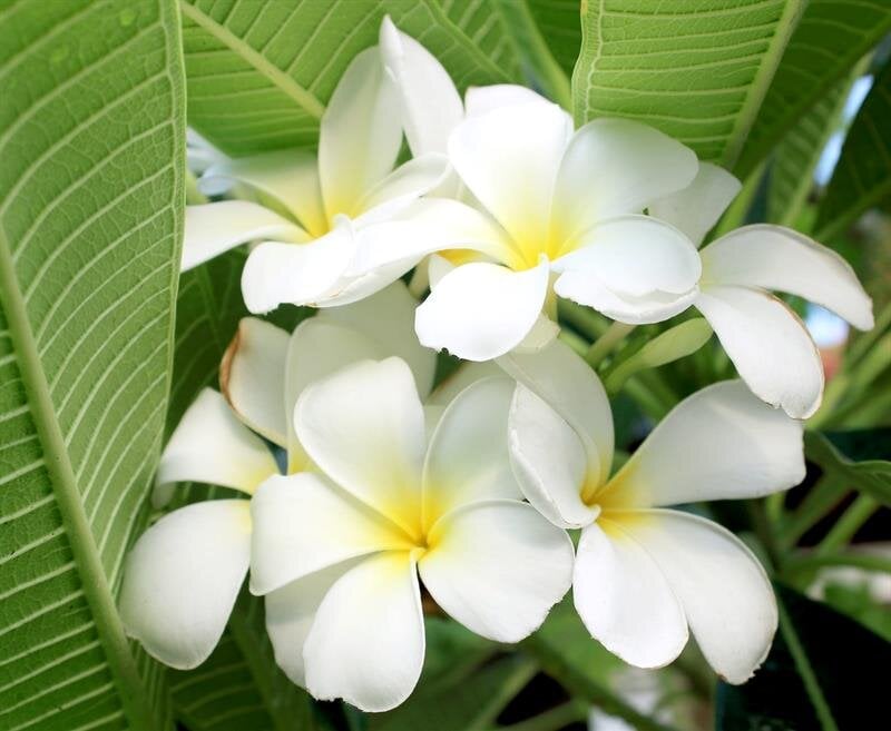 Start Planning Online Now