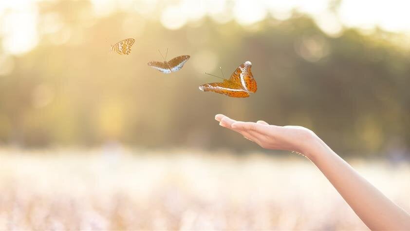 Why Families Choose Butterfly ReleasesButterfly releases are chosen for many reasons