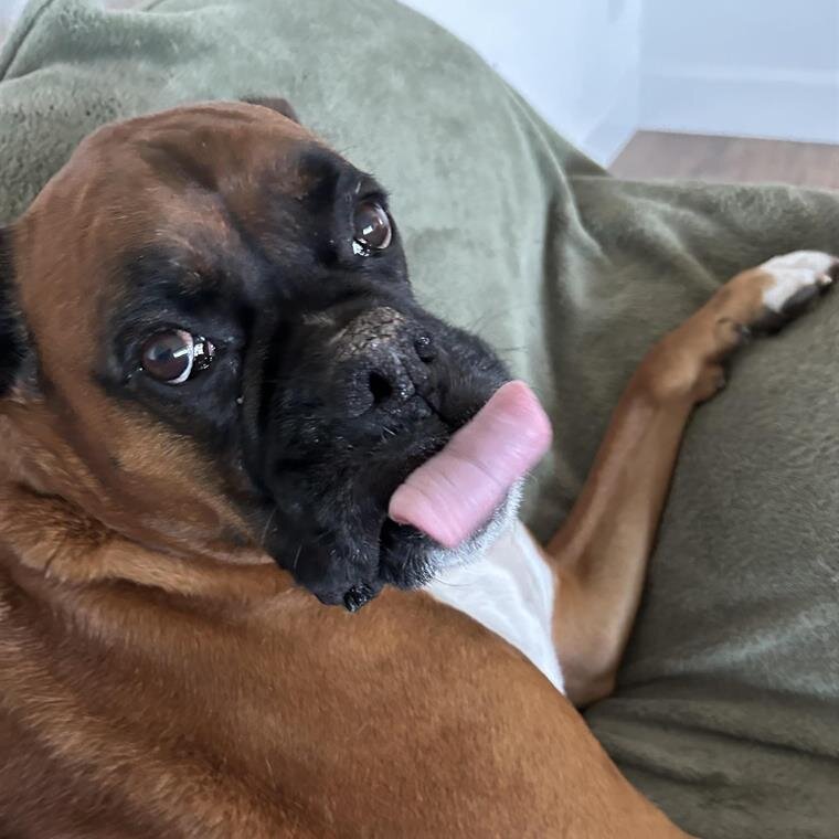Dog sits comfortably on a couch while licking its face. Its body is relaxed and at ease.