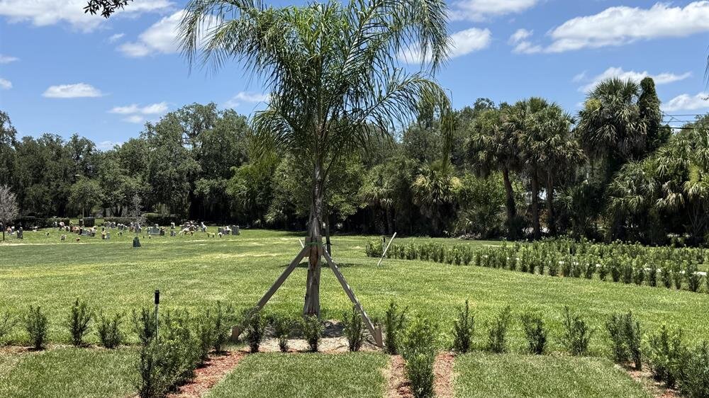 A palm tree in a grassy field
