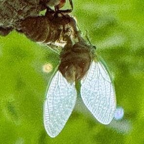 A insect on a tree