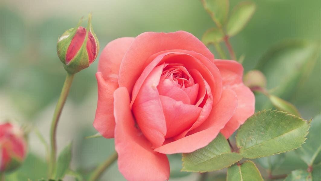 Fresh flowers arranged in soft daylight