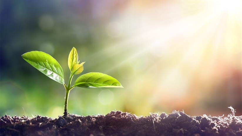A small green seedling emerges from dark soil, illuminated by sunlight in a garden.