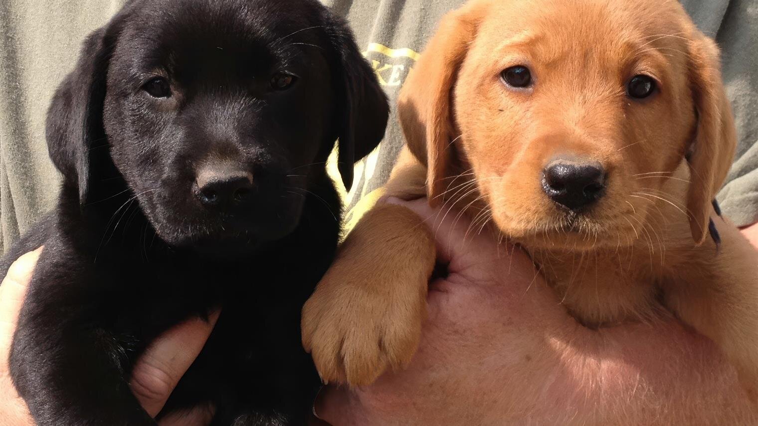 Friendship Pet Memorial Park