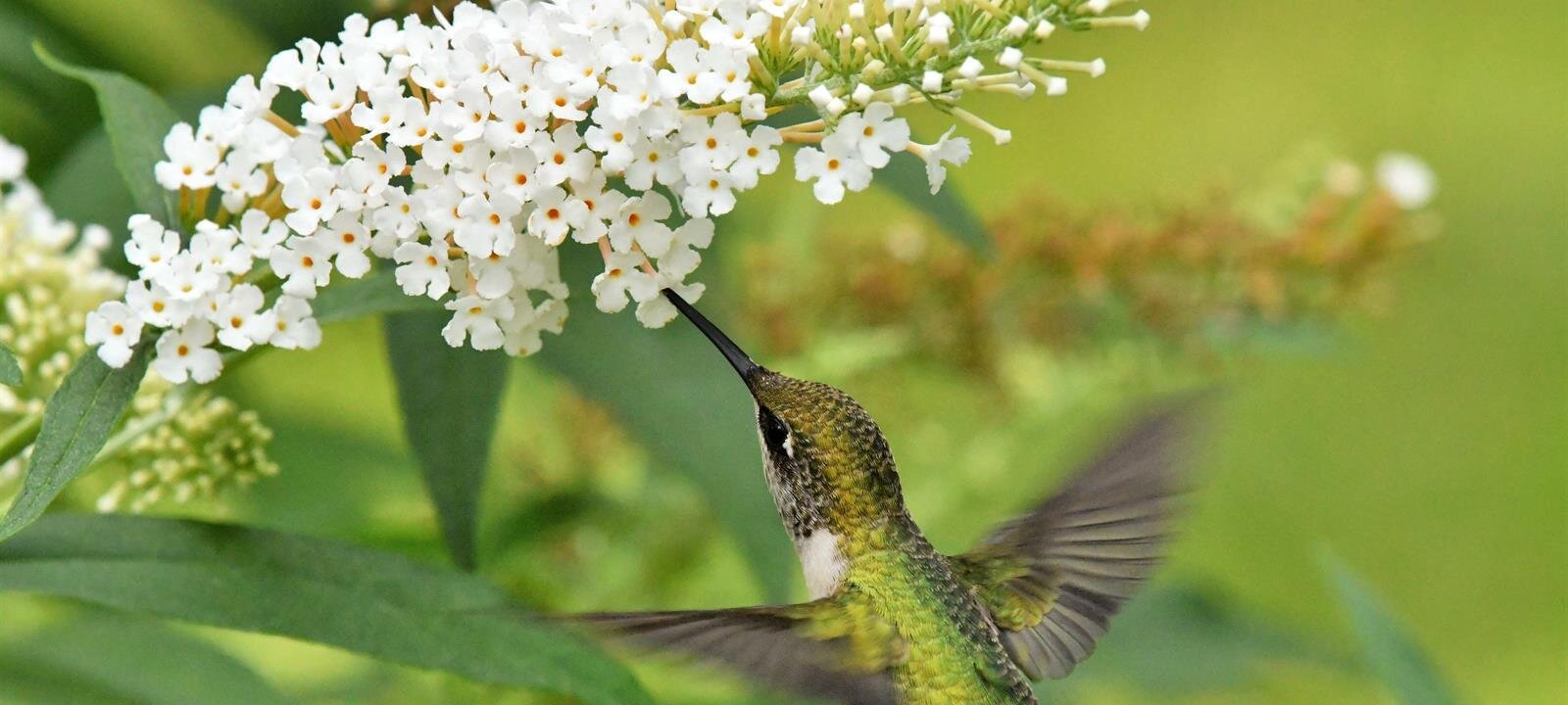 Memory Garden Memorial Park & Mortuary, Brea CA