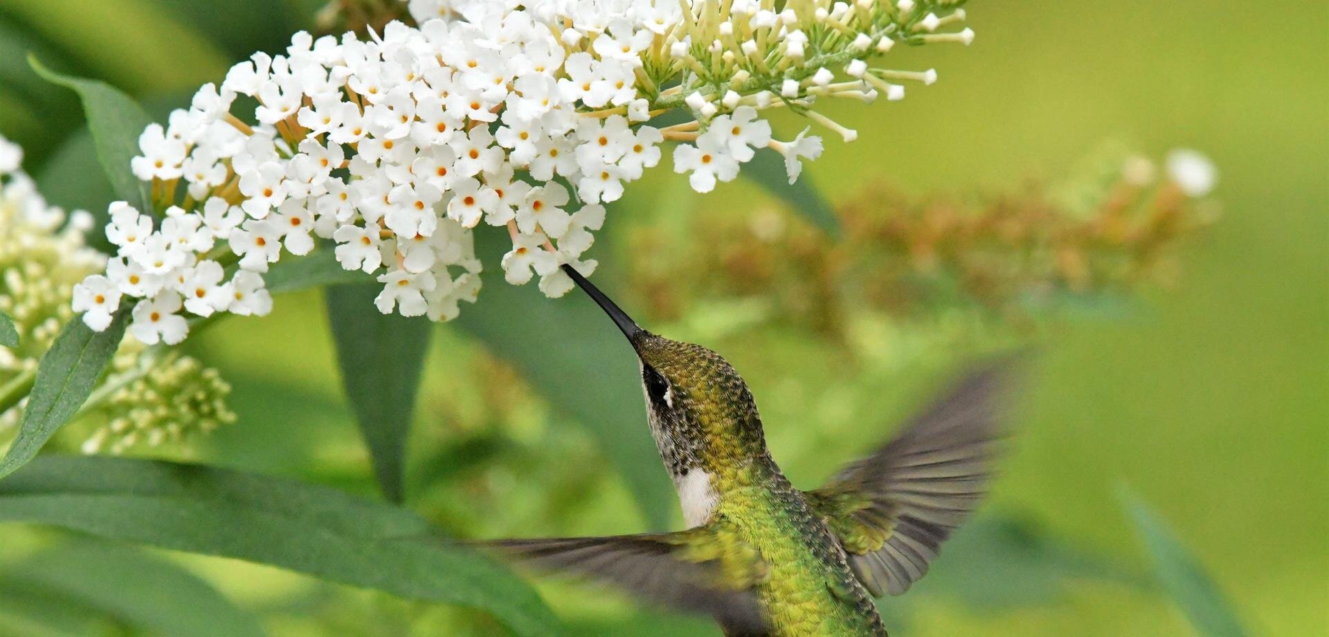 Memory Garden Memorial Park & Mortuary, Brea CA