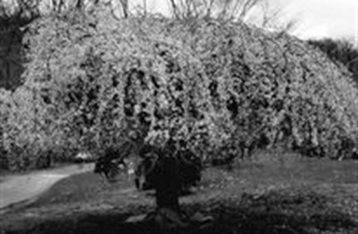 Rockland Cemetery, Sparkill NY