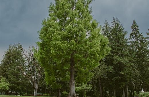 Oak Lawn Cemetery, Corvallis OR