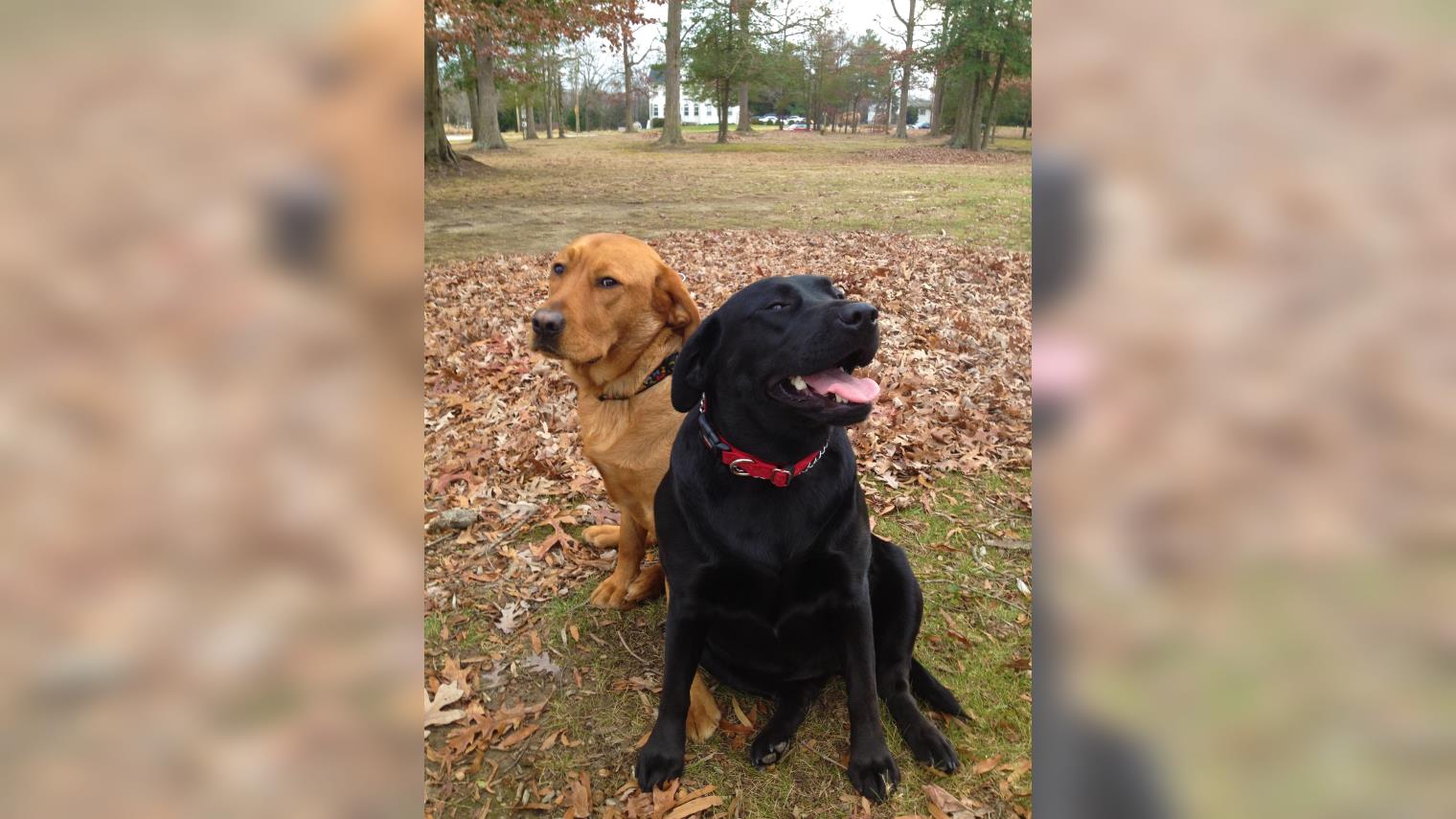 Friendship Pet Memorial Park