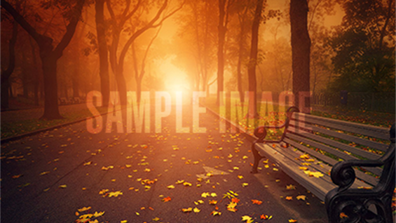 Golden sunlight filters through trees in an autumn park, highlighting vibrant leaves on the ground.