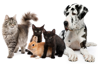 COMMUNAL CREMATION CARE