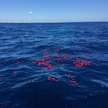 Scattering at Sea Services of Cremated Remains Miami, FL (Cremation and Scattering at Sea)