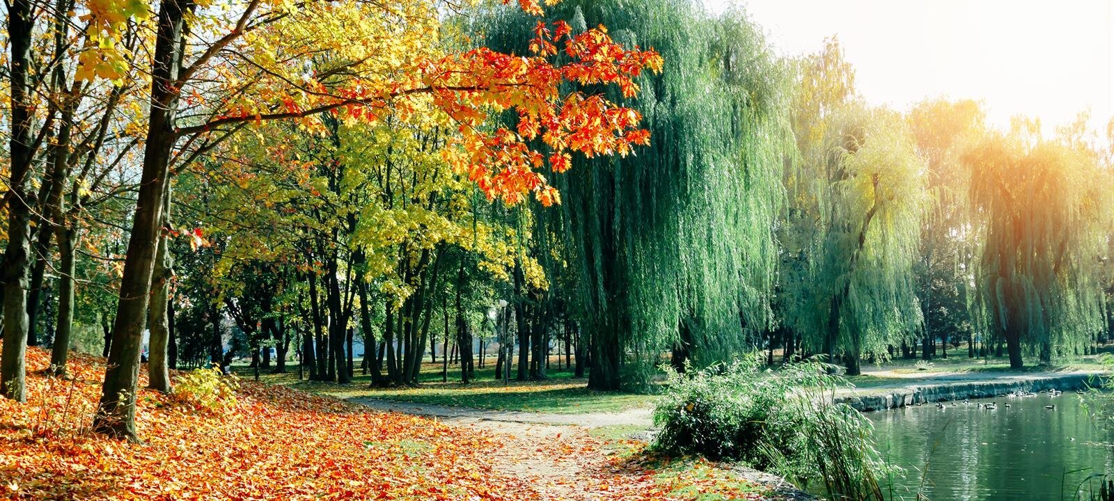 The Fabrizio Commitment