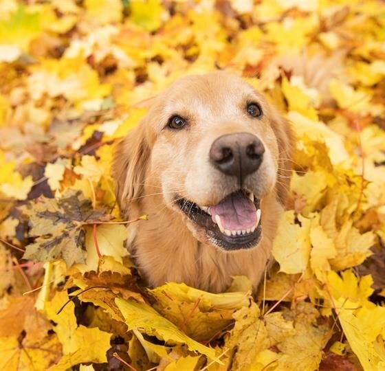 A happy golden retriever is surrounded by colorful yellow leaves in a park during autumn.