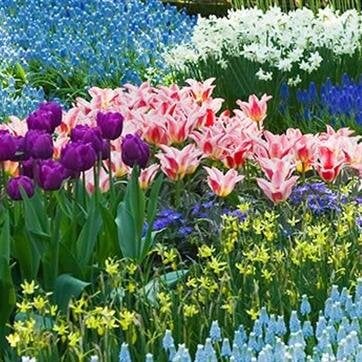 Rules for Decorations