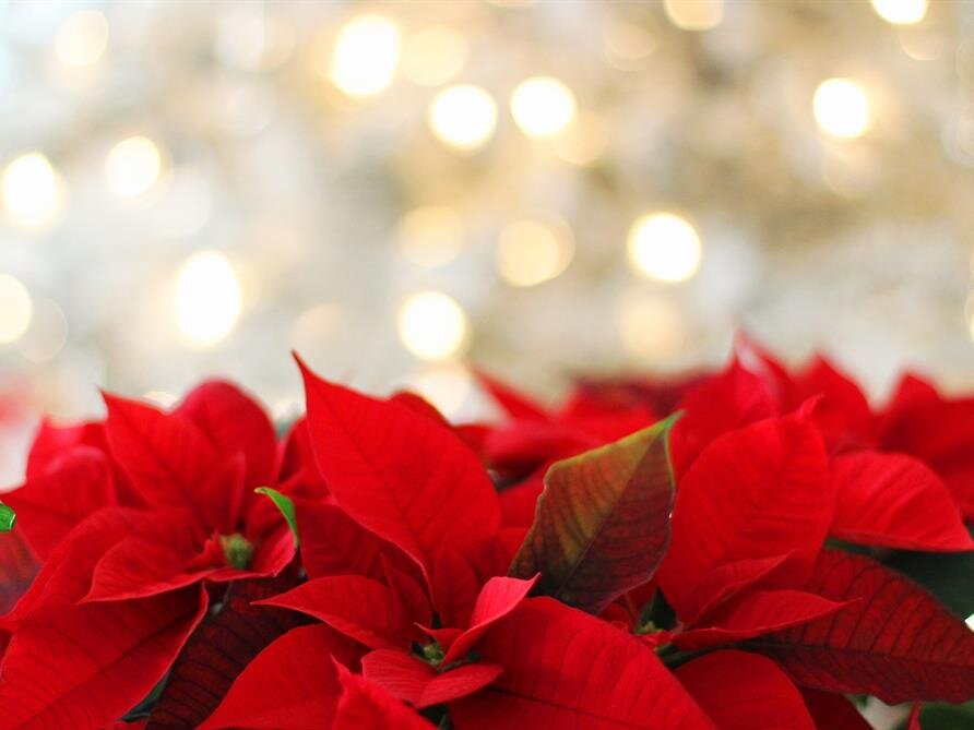 Grief and the Holidays