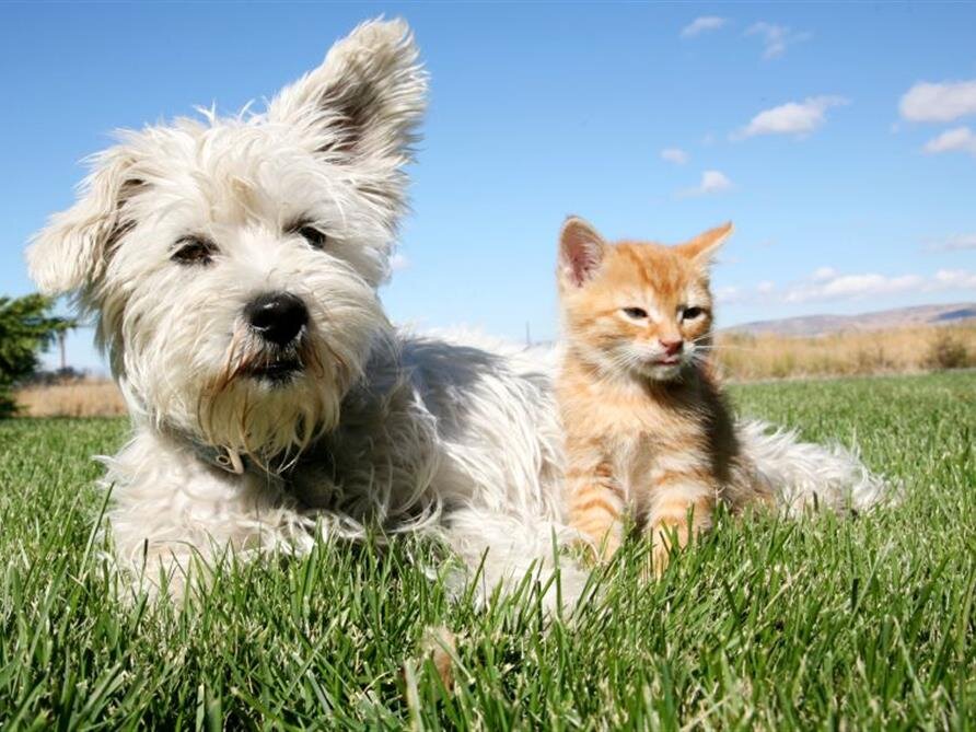 Pet Services
