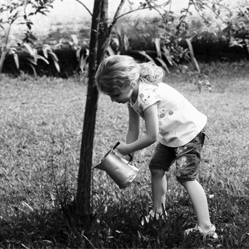 How to Choose a Memorial Tree