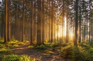 What Is a Green Funeral?