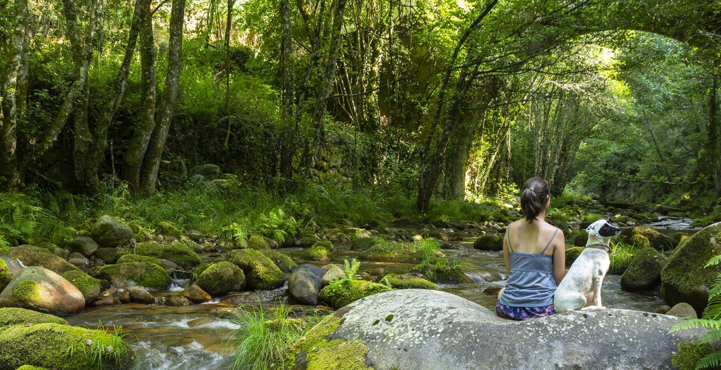 A person sits by a stream among rocks in a forest with many green trees on a sunny day.