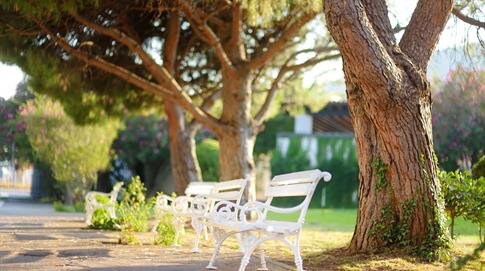 Benches sit quietly in a garden surrounded by tall trees and soft evening light, inviting rest.