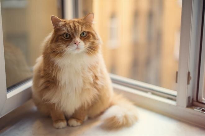 A cat is sitting on a sill near a window. Sunlight shines through the glass.