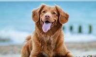Pet Memorial