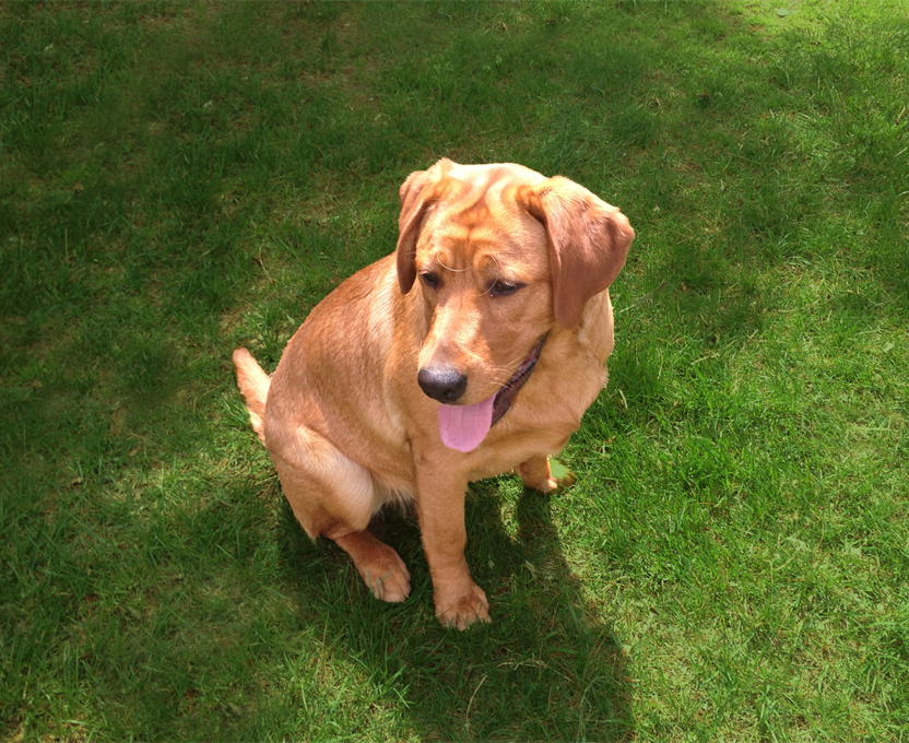 Friendship Pet Memorial Park sliding image background