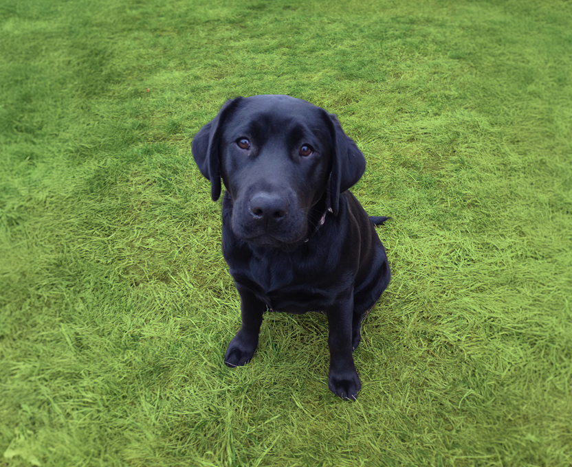 Friendship Pet Memorial Park sliding image background