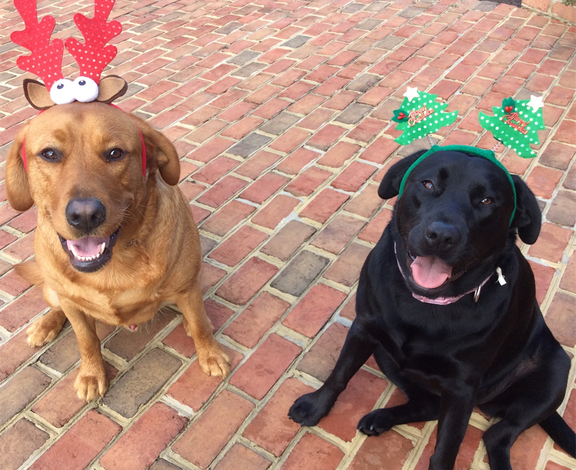 Friendship Pet Memorial Park sliding image background