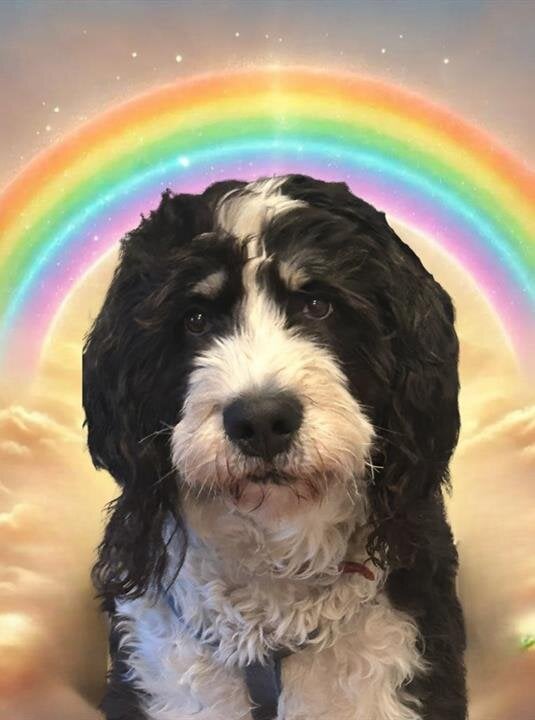 Pet Memorial Services $400.00