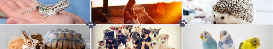 Contact Us | Friendship Pet Memorial Park