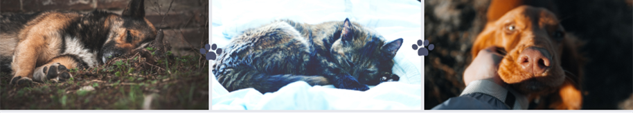 Resources | Friendship Pet Memorial Park